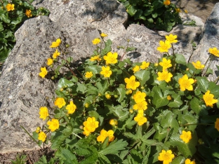 Caltha palustris