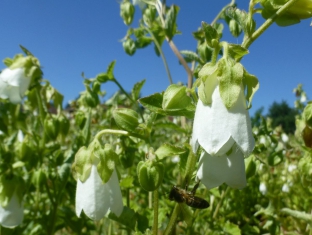 Symphyandra hofmannii