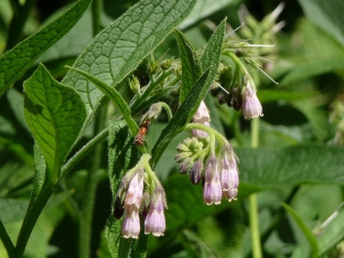 Symphytum officinale