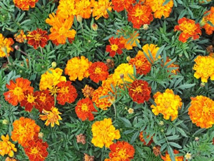 Tagetes patula 'Goldie Formula Mixture'