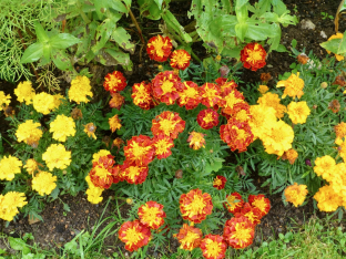 Tagetes patula 'Goldie Formula Mixture'