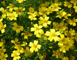 Tagetes tenuifolia 'Lemon Gem'