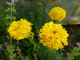 Tagetes erecta 'All Double Lemon'