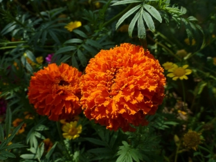 Tagetes erecta 'All Double Orange'