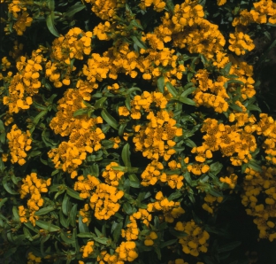 Tagetes lucida