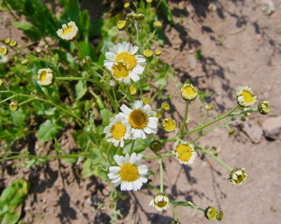 Tanacetum balsamita