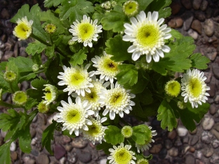 Tanacetum parthenium 'White Stars'