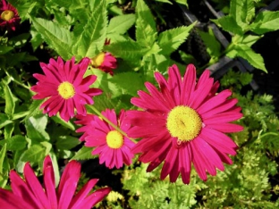 Tanacetum coccineum 'Robinson Mischung'