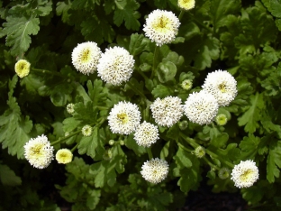 Tanacetum parthenium 'Snowball'