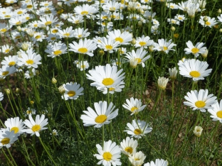 Tanacetum cinerariifolium