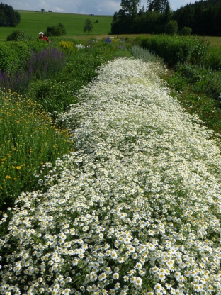 Tanacetum niveum 'Jackpot'