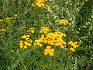 Tanacetum vulgare