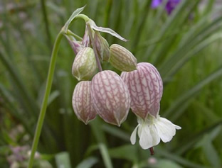 Silene vulgaris