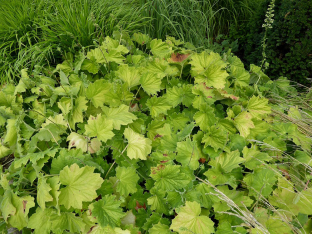 Tellima grandiflora