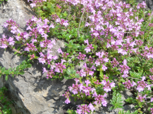 Thymus serpyllum hort.