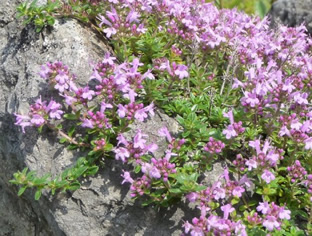 Thymus serpyllum hort.