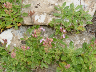 Teucrium chamaedrys