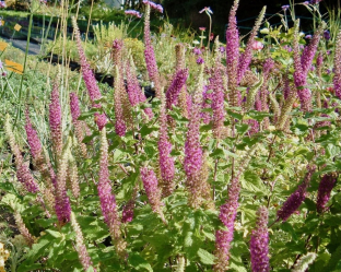 Teucrium hyrcanicum