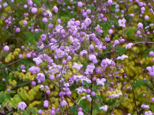 Thalictrum delavayi