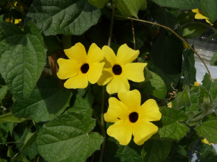 Thunbergia alata 'Aurea Oculata'