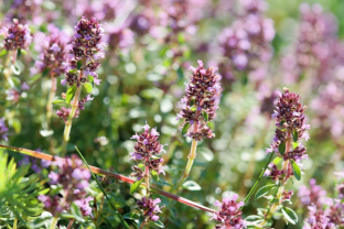 Thymus pulegioides