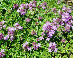 Thymus serpyllum 'Magic Carpet'