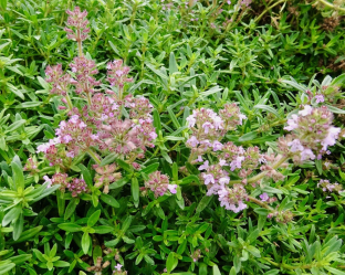 Thymus serpyllum hort.