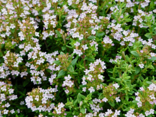 Thymus vulgaris