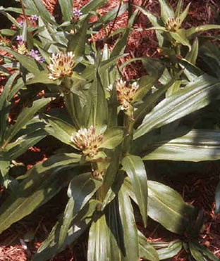 Gentiana tibetica