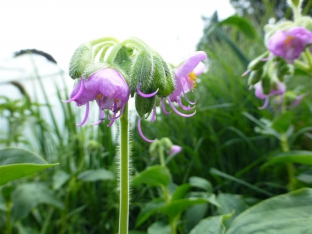 Tinantia erecta