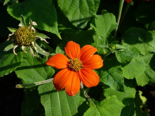 Tithonia rotundifolia 'Torch'