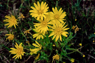 Tragopogon pratensis