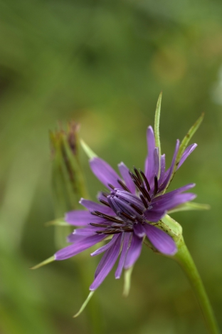 Tragopogon porrifolius