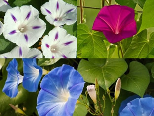 Ipomoea 'Mischung'