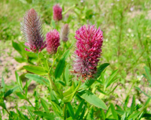 Trifolium rubens