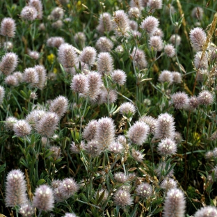 Trifolium arvense