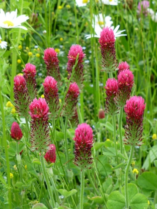 Trifolium incarnatum