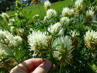 Trifolium ochroleucon