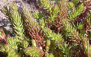 Sedum reflexum (Wildform)