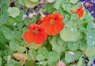 Tropaeolum majus