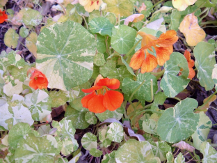 Tropaeolum majus 'Variegated Queen'