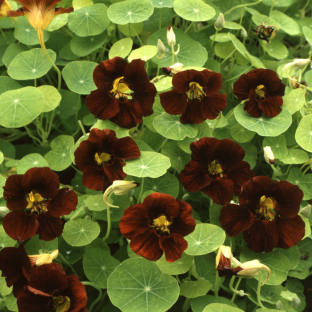 Tropaeolum minus 'Black Velvet'