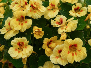Tropaeolum minus 'Jewel Peach Melba'