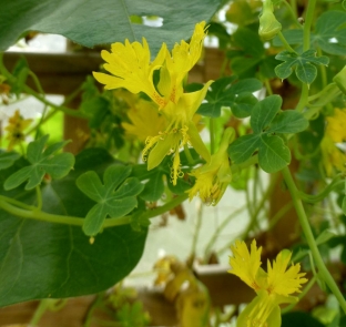 Tropaeolum peregrinum