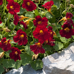 Tropaeolum majus 'Crimson Emperor'