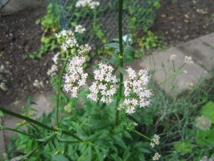 Valeriana officinalis