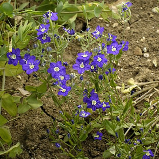 Legousia speculum-veneris