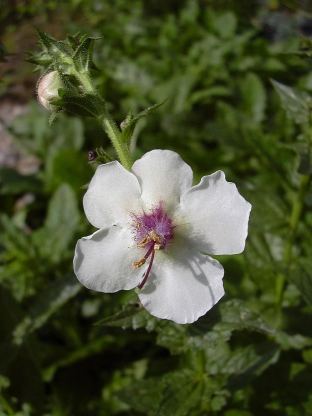 Verbascum blattaria 'Albiflorum'