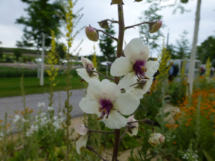 Verbascum blattaria 'Albiflorum'