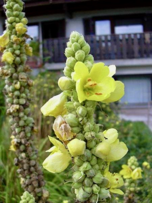 Verbascum densiflorum